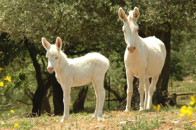 Típicos burros blancos de la Reserva de Asinara